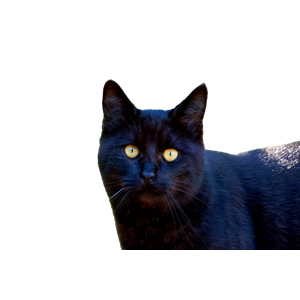 An Inquisitive Black Cat With Bright Eyes Looks Directly At The Camera, Posing In A Sunlit Garden. 19973 - Cat PNG image with transparent background